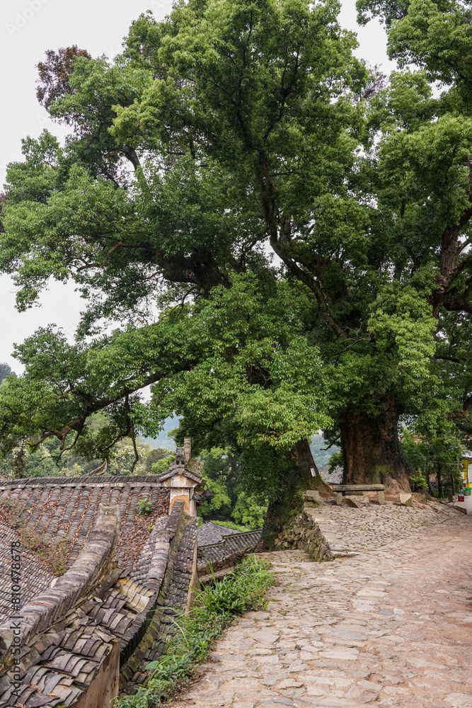 old stone house with old tree old stone house with old tree