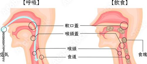 Quadro su tela 飲食　呼吸　嚥下性無呼吸　イラスト　日本語