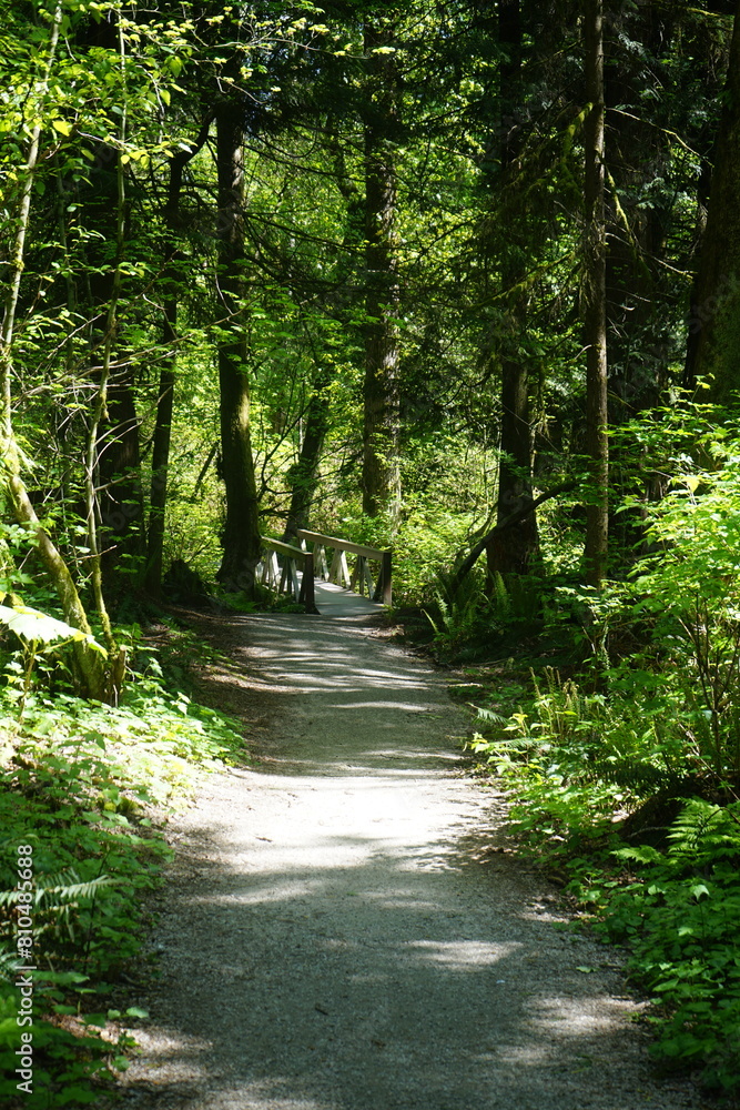 Obraz premium path in the forest