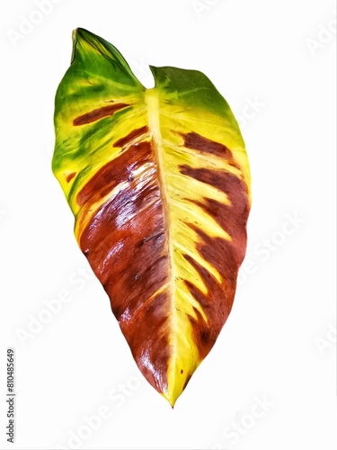 leaf on a white background