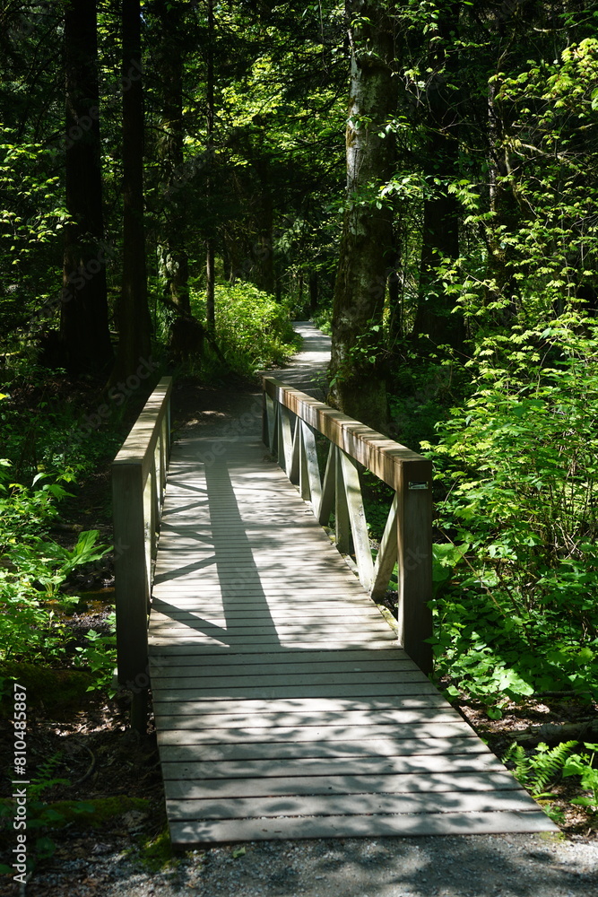 wooden bridge in the forest