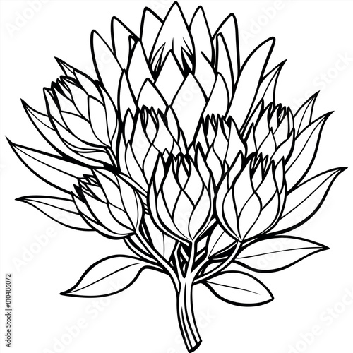 Protea flower outline illustration coloring book page design, Protea flower black and white line art drawing coloring book pages for children and adults