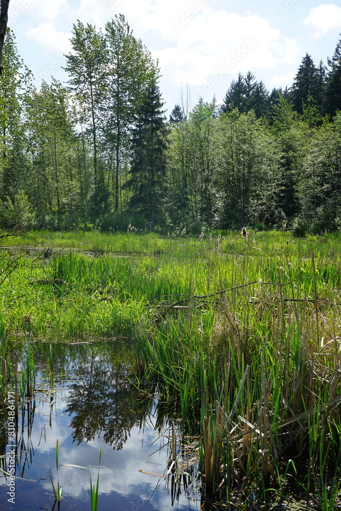 Obraz premium wetland