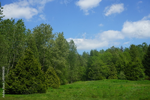 forest and sky
