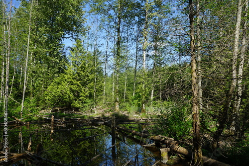 beaver habitat