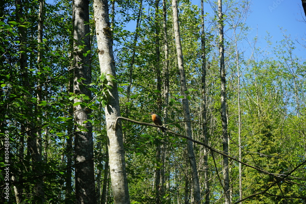 Fototapeta premium bird on a tree