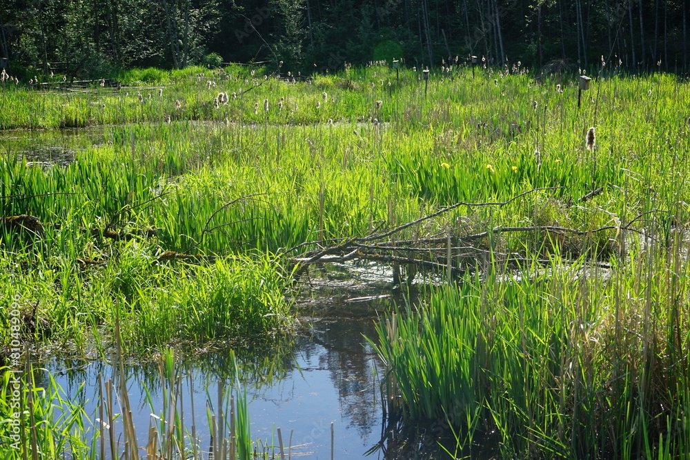 Obraz premium wetland