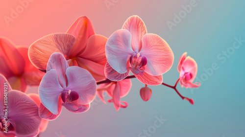 Vibrant close-up of several pink orchid flowers with delicate petals and a soft focus background enhancing their beauty.