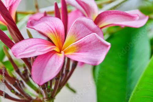 Close-up view of pink and white frangipani flower blooming on branch