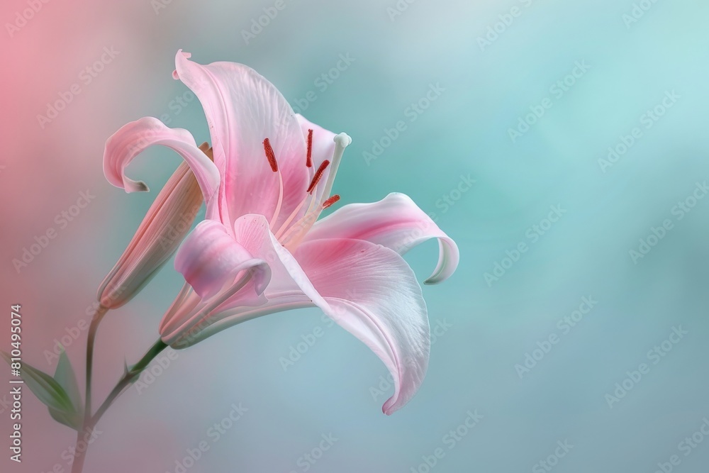 A single pink lily with a soft focus, creating a dreamlike atmosphere against a gradient background of dusty rose and pastel blue Include ample copy space in the center A single pink lily with a soft focus, creating a dreamlike atmosphere against a gradient background of dusty rose and pastel blue Include ample copy space in the center