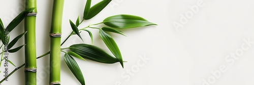 group of green bamboo sticks next to each other on a white surface