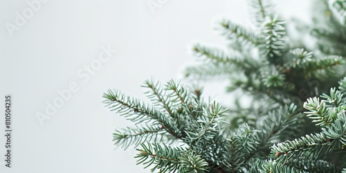 a close up of a pine tree branch with a white background