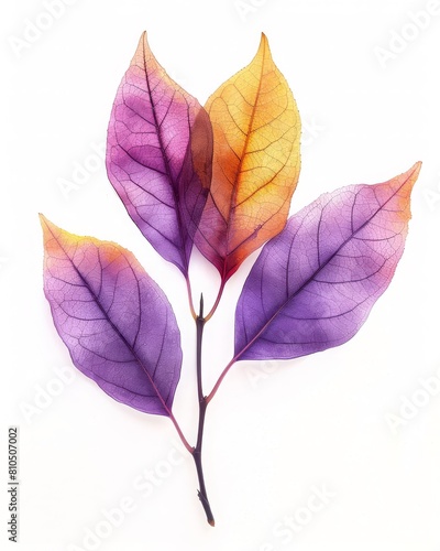 Colorful tea leaves on white background  gradient from canary yellow to lilac with touches of off-black.