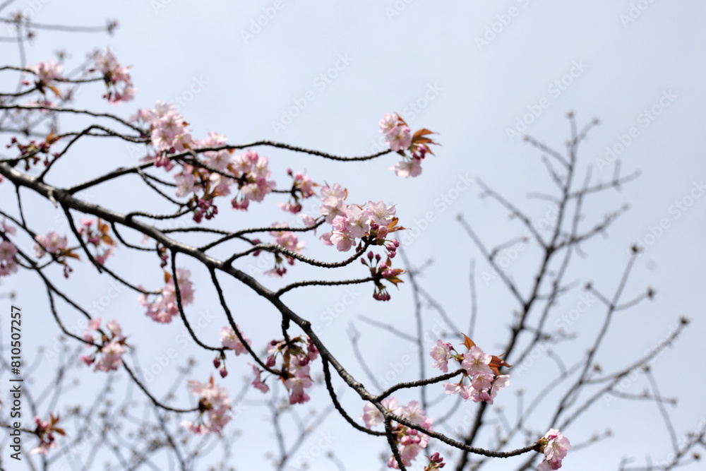 Branches of sakura flowers, cherry blossom Branches of sakura flowers, cherry blossom