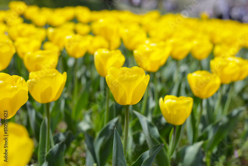 Beautiful tulip flower garden. The Expo 70 Commemorative Park, Osaka, Japan
