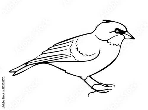 Minimalist Bird Outline Illustration vector
