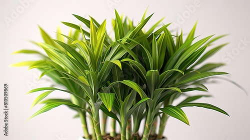 A lush green money tree plant isolated on a white background.