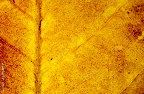  close-up yellow autumn leaves texture ( bodhi leaves ) Macro view on textured autumn brown leaf.