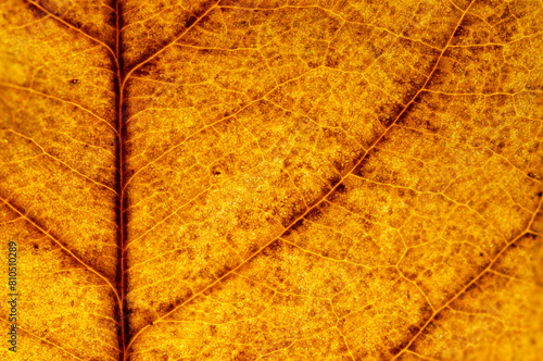 Macro view on textured autumn brown leaf. yellow autumn leaf texture ( bodhi leaf )