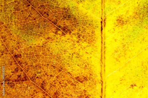  close-up yellow autumn leaves texture ( bodhi leaves )