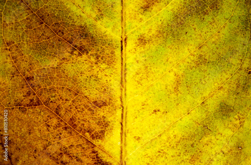  close-up yellow autumn leaves texture ( bodhi leaves ) Macro view on textured autumn brown leaf.