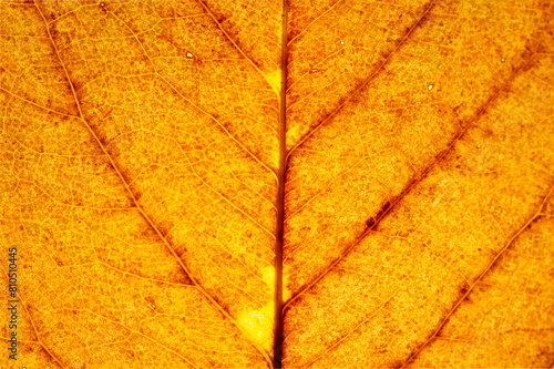 close up brown leaf texture ( autumn leaf ) Autumn leaf texture background.