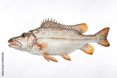 Detailed View of a Grouper Fish Isolated on White Background © Rysak