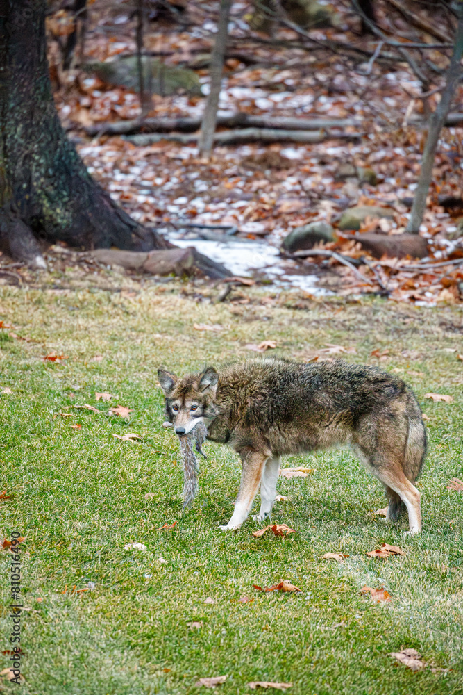 Coyote Eating Squirrel in Suburban Backyard Coyote Eating Squirrel in Suburban Backyard