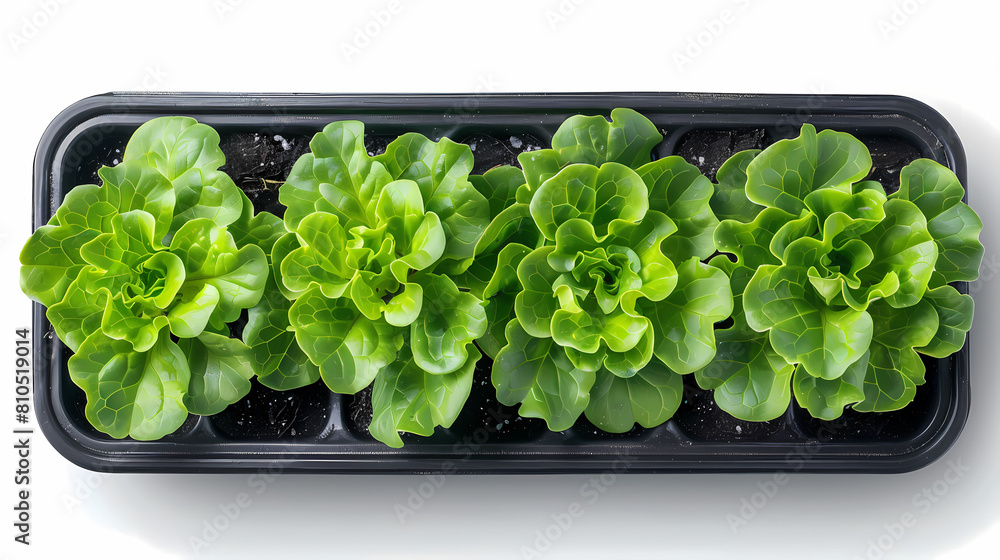 Young cucumber plant with leaves and flowers and buds are growing in greenhouse, power system with control,vector image Young cucumber plant with leaves and flowers and buds are growing in greenhouse, power system with control,vector image