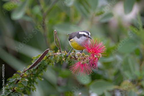 Bananaquit