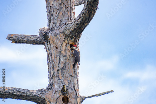 Pileated Woodpecker