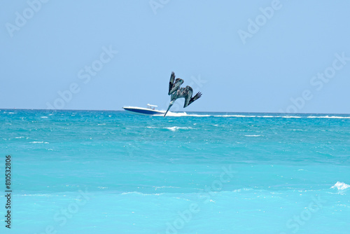 Pelican
