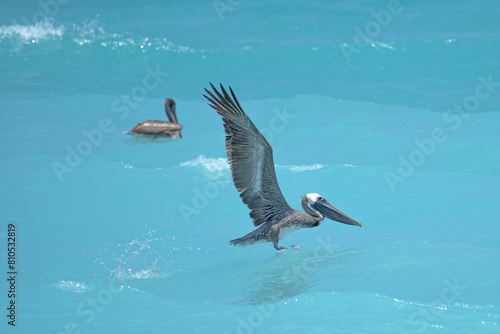 Pelican