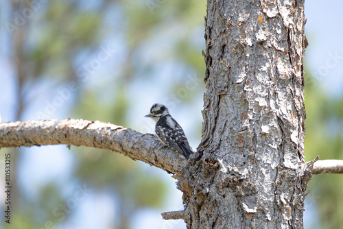 Downy Woodpecker