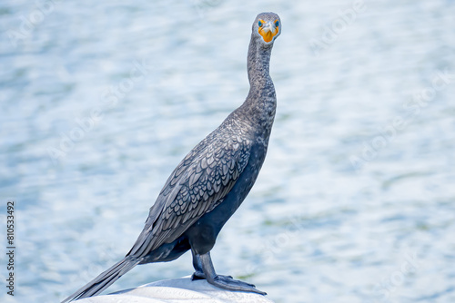 Double Crested Cormorant