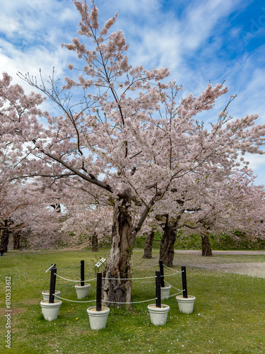 Peach blossom landscape in full bloom