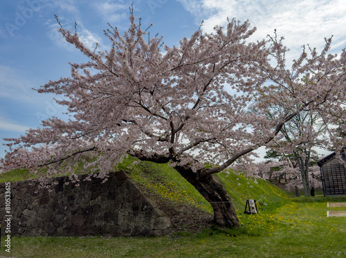 Peach blossom landscape in full bloom