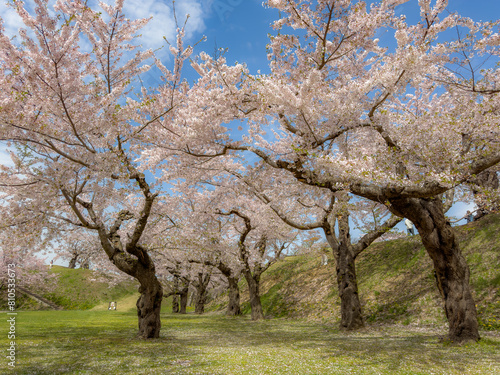 Peach blossom landscape in full bloom