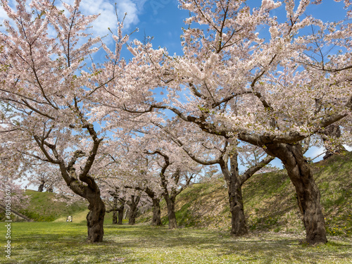 Peach blossom landscape in full bloom