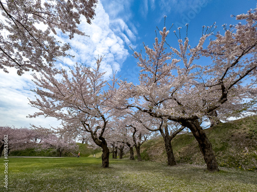 Peach blossom landscape in full bloom