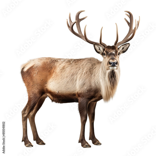 A large reindeer with big antlers is standing and looking at the camera.