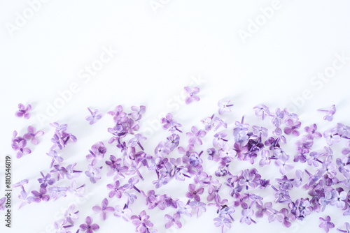 Lilac flowers and petals on white background. Flat lay  top view  copy space