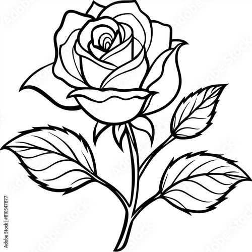 Rose flower outline illustration coloring book page design, Rose flower black and white line art drawing coloring book pages for children and adults
