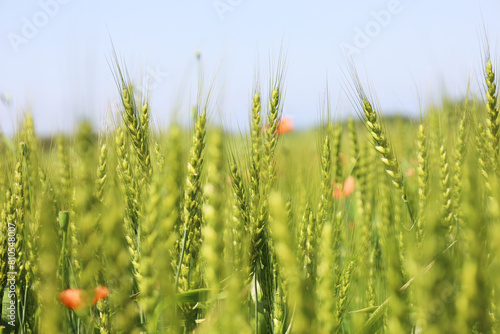 field of wheat