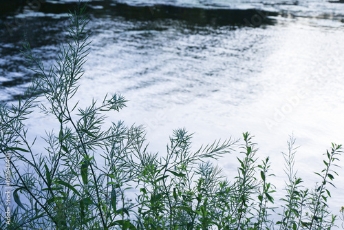 grass and water