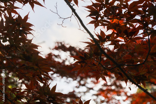 leaves against sky