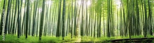 serene bamboo forest with sunlight streaming through