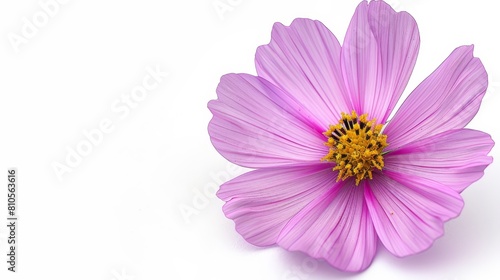   A pink flower with a yellow center on a white background The flower s center is distinctly yellow