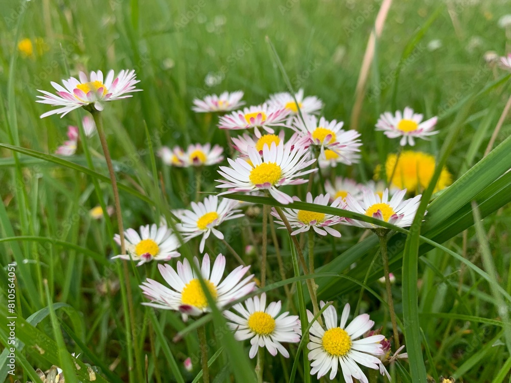 Fototapeta premium daisies in the grass