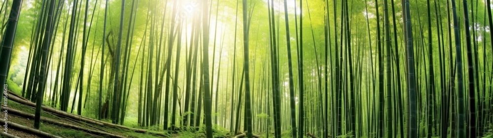 serene bamboo forest with sunlight shining through serene bamboo forest with sunlight shining through